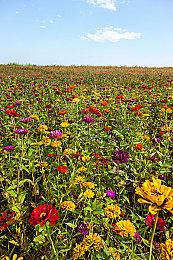 《美少女梦工厂2 韶华再续》多平台发售 经典名作新篇